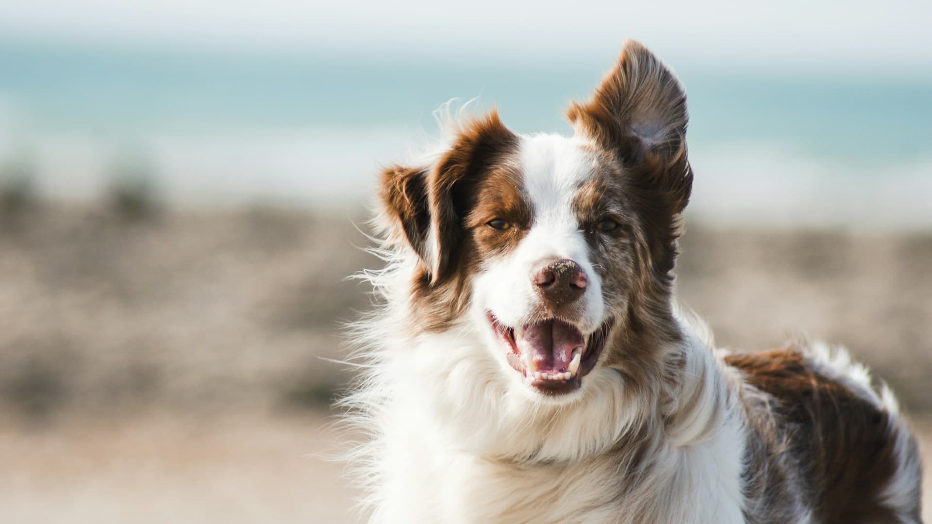 Treino de Cães
